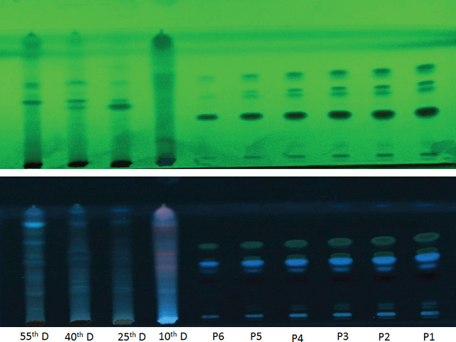  Chromatograms obtained from separation of plant extracts 