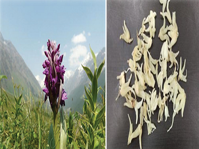  Dactylorhiza hatagirea-Himalayan Marsh Orchid