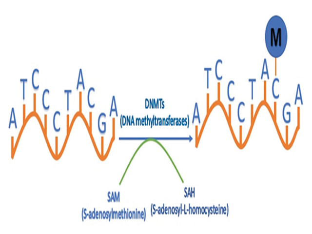 Methylation process catalyzed by the DNA methyltransferases  enzyme family