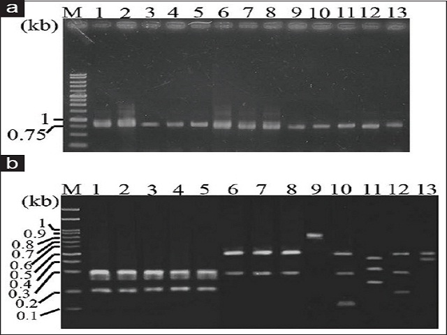  (a) Amplification of internal transcribed spacer DNA from  various Cinnamomum plants by polymerase chain reaction
