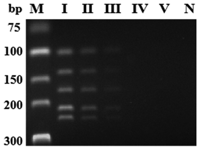  Three percent agarose gel showing the analytical sensitivity of  multiplex polymerase chain reaction 