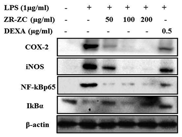 ffect of chloroform fraction of Zanthoxylum rhetsa extract on  the expression of inflammatory mediators cyclooxygenase-2