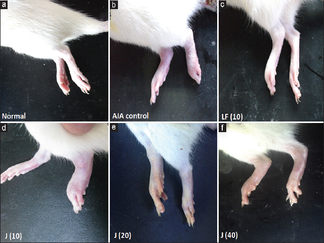  Effects of juglanin on morphological representations of rat paw after administration of FCA. Representative images of paw