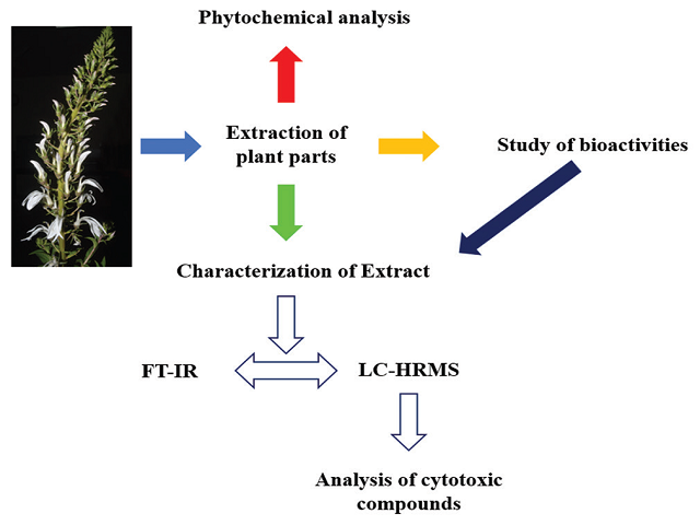 Bioprospecting of Lobelia nicotianifolia Roth. Plant Parts for Antioxidant and Cytotoxic Activity and its Phytoconstituents