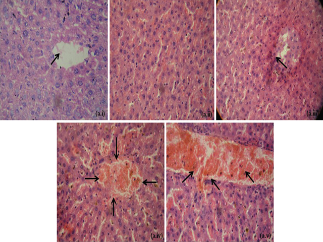 Histopathological characteristics of isolated liver tissues of experimental animals from all groups observed under a magnification of × 400