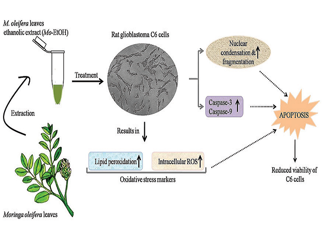 Moringa oleifera Leaf Extract Exerts Antiproliferative Effects and Induces Mitochondria Mediated Apoptosis within Rat Glioblastoma (C6) Cells