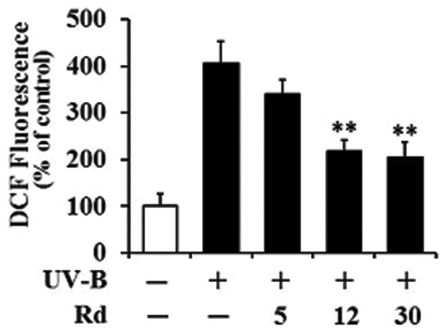 Non-toxic effect of Rd on the cellular viabilities in HaCaT keratinocytes in the absence (a) or presence (b) of ultraviolet‑B irradiation. In (a), HaCaT cells were treated with Rd (0, 5, 12, and 30 μM) for 30 min and in (b) they were irradiated with ultravilet‑B radiation after the Rd treatment. Cellular viabilities were expressed as % of non-treated control (at column width)