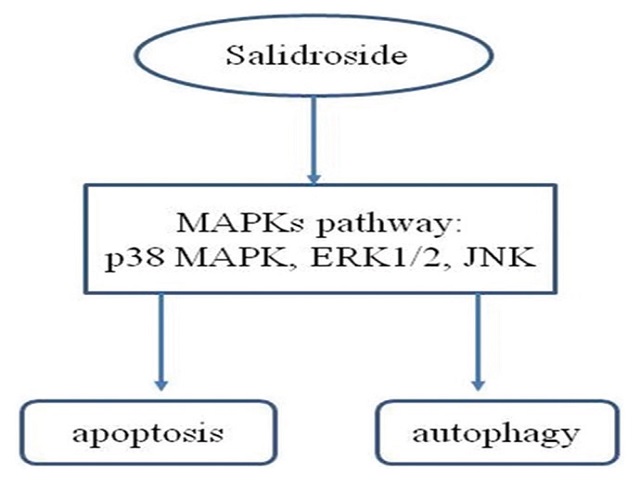 Salidroside Induces Apoptosis and Autophagy in Gastric Cancer Cells via Regulation of Mitogen‑Activated Protein Kinases Signaling Pathway