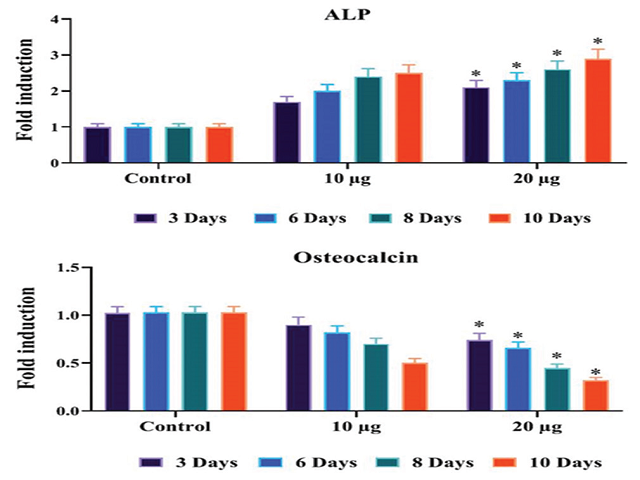 (a and b): Effect of caffeic acid on cell viability of osteoblast‑like MG‑63 cells in 3, 6, 8 and 10 days of treatment. Illustrating the result of 3‑(4,5‑dimethyl‑2‑thiazolyl)‑2,5-diphenyltetrazolium cell viability assay of caffeic acid supplemented MG‑63 cells. The 10 and 20 mg/kg of caffeic acid treatment enhanced the cell viability of osteoblast‑like MG‑63 cells in 3, 6, 8 and 10 days of treatment (a). The viability of MG‑63 cells viability was displayed in a graph (b)