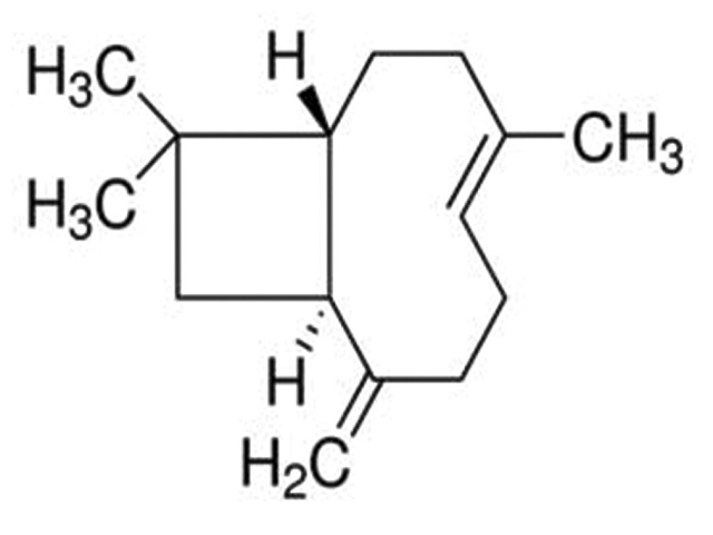The chemical structure of β‑caryophyllene