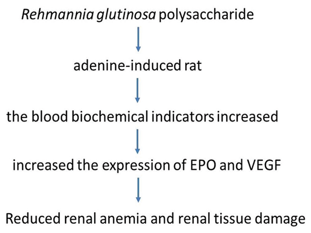 Rehmannia glutinosa Polysaccharide Increases the Expression of Erythropoietin and Vascular Endothelial Growth Factor in Rats with Chronic Renal Failure by Activating Hypoxia‑Inducible Factor‑2α