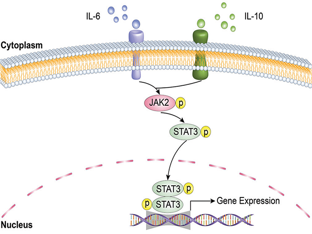 The core target interleukin‑6, interleukin‑10 and JAK2/STAT3 signaling pathways in atherosclerosis for curcumol treatment