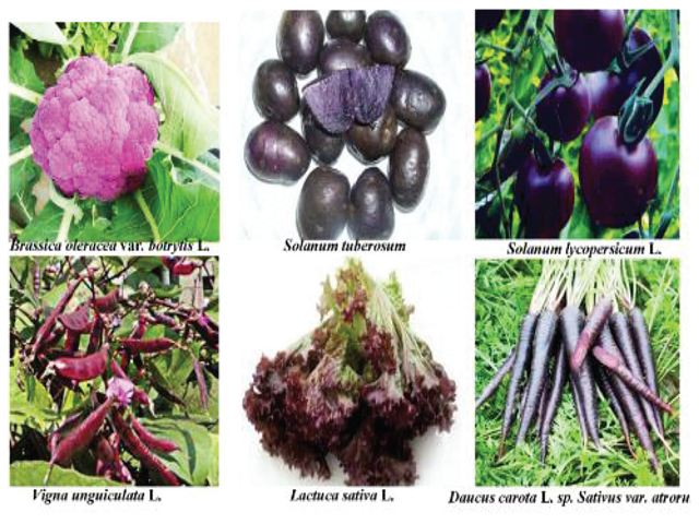 The selected six purple plants in the experiment
