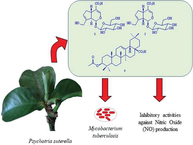 Chemical Composition, Antimycobacterial and Antiinflammatory Activities of Iridoids and Triterpene from Psychotria suterella (Rubiaceae)