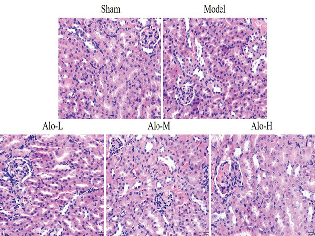 Results of mouse kidney (H and E, ×400)