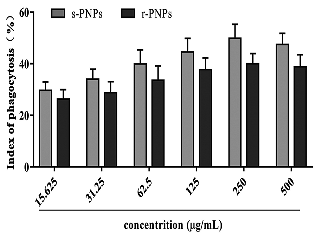 Comparison of steamed P. notoginseng polysaccharides and raw P. notoginseng polysaccharides on the phagocytosis of RAW264.7 cells