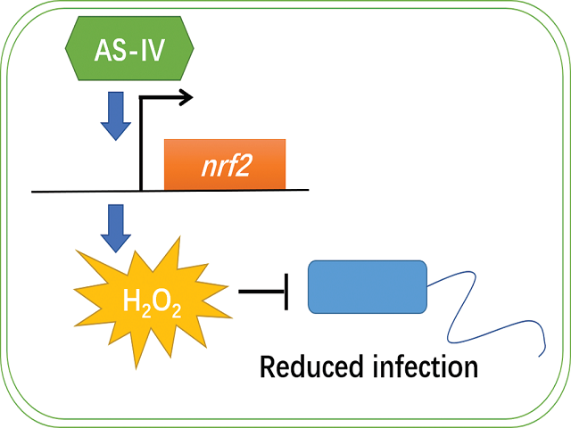 Astragaloside IV Inhibits Salmonella‑Induced Meningitis Via Modulation of Bacterial Virulence and Host Response