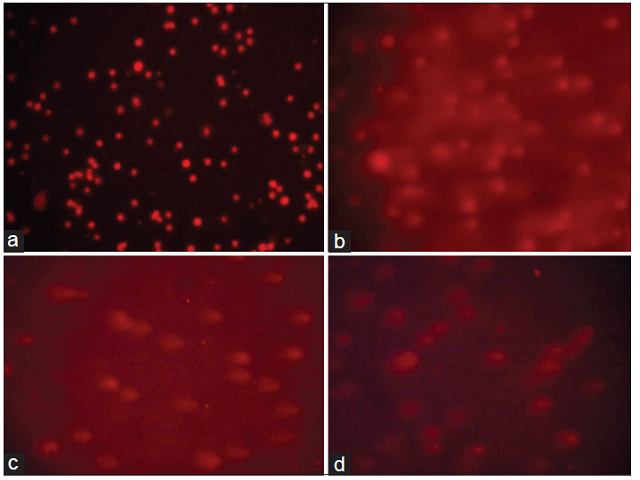 Florescence images of comets observed for different test samples. (a) Comet images for control (saline) on SCC‑9 cells. (b) Comet images for positive control hydrogen peroxide at 100 μM. (c) Comet images for Ziziphus spina‑christi extract (40 μg/ml). (d) Comet images for Ziziphus spina‑christi extract (80 μg/ml)