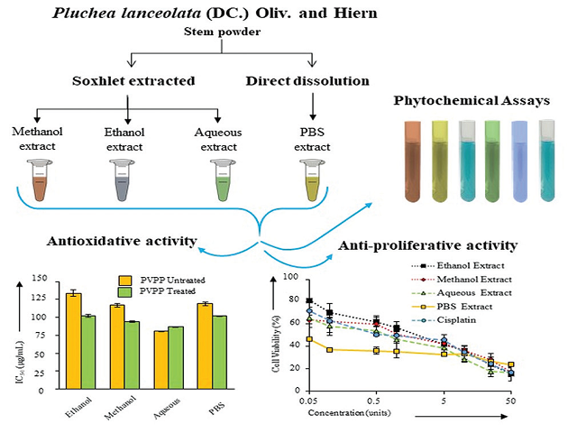 Evaluation of Free Radical Scavenging with in vitro Antiproliferative Properties of Different Extracts of Pluchea lanceolata (DC.) Oliv. and Hiern in Cancer Cell Lines