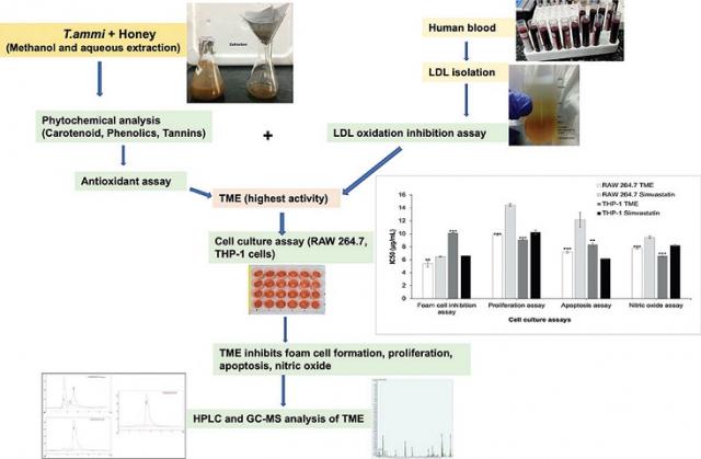Antioxidant, anti-proliferative, and anti-atherosclerotic effect of phytochemicals isolated from Trachyspermum ammi with honey in RAW 264.7 and THP-1 cells