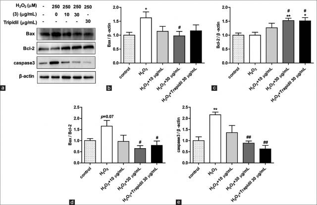 Ocotillo-type ginsenosides from the Panax vietnamensis ha et grushv protect H9c2 cardiomyocytes against H2O2-induced apoptosis