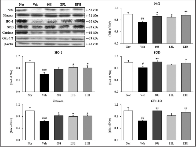 Expressions of anti-oxidation factors in DSS-induced colitis mice