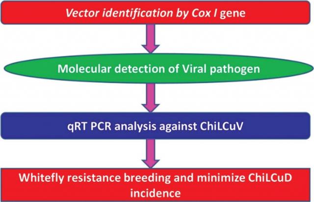 Molecular cloning and quantitative real-time PCR analysis to study the expression of tryptophan decarboxylase gene from chillies (Capsicum annuum L.) against whitefly