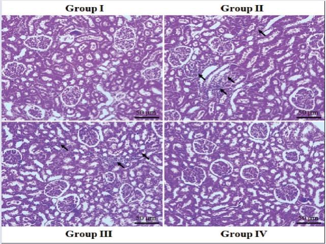 Comparison of histopathology findings of the four groups  in the experimental animal model