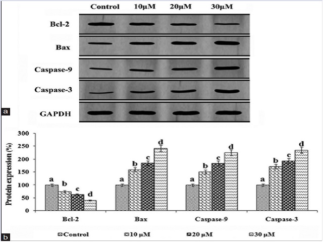  The effect of DGT on the expression of the apoptotic protein. (a) Representative immunoblot analysis of Bcl-2