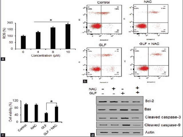 Globularifolin increased ROS production to induce apoptosis in lung cancer cells