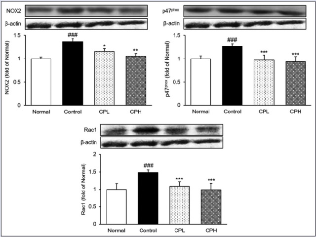 Effects of CP on NADPH oxidases related to ROS generation