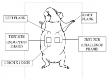 Experimental design for dermal sensitization testing: guinea pig  dorsal area
