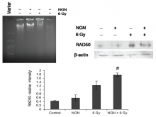  Naringenin and DNA damage. (a) naringenin in combination  with radiation promotes DNA degradation
