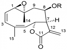 Structure of incomptines A and B from Decachaeta incompta.  Incomptine A: R = Ac, Incomptine B: R = H