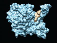 The binding pocket of the ligand obtained due to the  hydrophobic interaction between the ligand and the protein