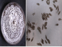 Camptothecin producing wild strain Pestalotiopsis microspora isolated from Cordia dichotoma G. Forst. (a) Petri plate containing axenic strain (b) spore morphology