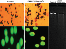 Apoptotic activity of ZRPPP in vivo. (a) Giemsa staining, (b) acridine orange‑ethidium bromide, (c) DNA (MCF‑7 cells) fragmentation assay. ZRPPP: Zanthoxylum rhetsa partially purified proteins