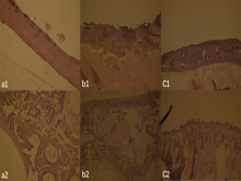 Effect of compatibility of Polygoni multiflori‑Achyranthes bidentate on bone (left tibias, 200×) histomorphometry (a. Sham operation group, b. osteoporosis model group, c. osteoporosis treatment group, 1. Compact bone, 2. Cancellous bone)