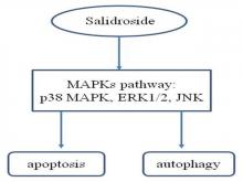 Salidroside Induces Apoptosis and Autophagy in Gastric Cancer Cells via Regulation of Mitogen‑Activated Protein Kinases Signaling Pathway