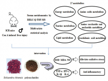Metabolomics Study on the Therapeutic Mechanism of Schisandra chinensis Polysaccharides on Concanavalin A‑Induced Immunological Liver Injury in Mic