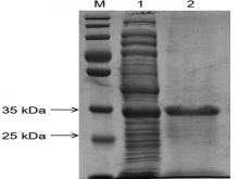 Expression and partial purification of the recombinant dengue virus serotype 2 NS2B‑NS3 protease.