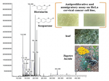 Gas Chromatography Coupled With Mass Analysis Phytochemical Profiling, Antiproliferative and Antimigratory Effect of Tagetes lucida Leaves Extracts on Cervical Cancer Cell Lines