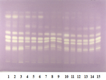 Thin‑layer chromatography fingerprinting profile of oleo‑gum resin samples of Kutch (1, 2, 3), Pakistan border near Kutch (4,5,6), Morena (7,8,9), Jaipur (10,11,12), and Jodhpur (13, 14, 15) at visible light after spraying with 0.05% methanolic solution of α, α‑diphenyl‑β‑picrylhydrazyl