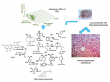 Chemopreventive Strategies of Teucrium alopecurus de Noé Water Insoluble Fraction for Hepatocarcinogenesis in Lipopolysaccharide‑Induced Mice Models: Pharmacological Attributes