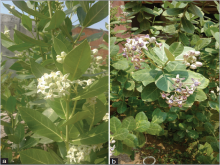 Calotropis gigantea plant:  (a) white flower variant;  (b) purple  flower variant