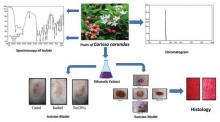 Excision and incision wound healing activity of apigenin (4',5,7-trihydroxyflavone) containing extracts of Carissa carandas Linn. fruits