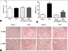 Effects of Anwulignan on the histopathologic changes of renal tissue in rats 